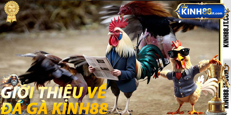 Giới thiệu về Đá Gà Kinh88